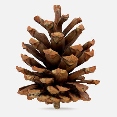 Pine Cone 01