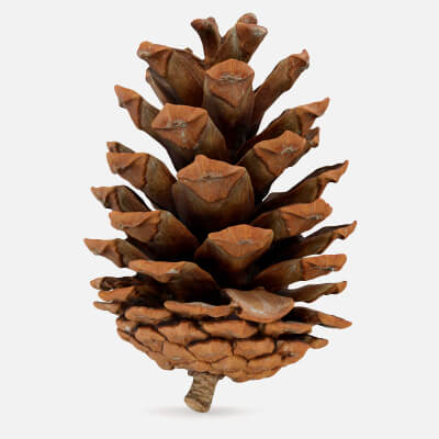 Pine Cone 02