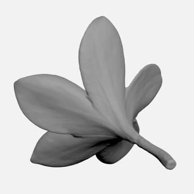 Plumeria Pink - For 3D Print