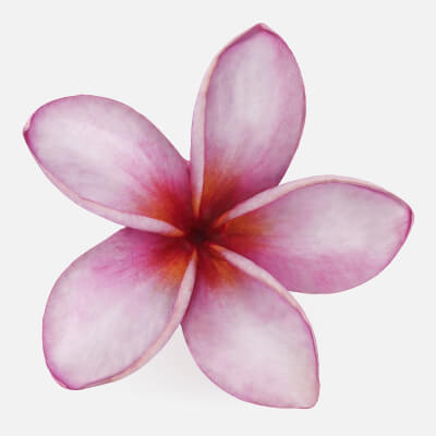 Plumeria Pink