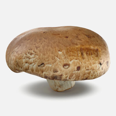 Portobello Mushroom 1 - 3D Scanned