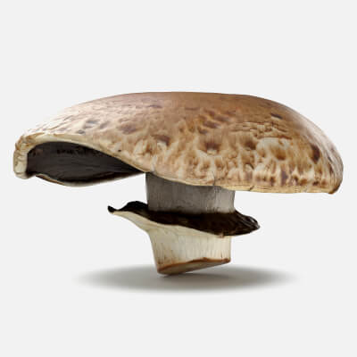 Portobello Mushroom 2 - 3D Scanned