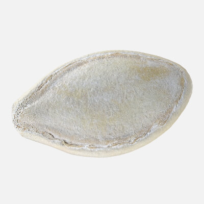 Pumpkin Seed 01 - 3D Scanned