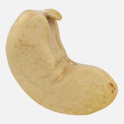 Realistic Raw Cashew
