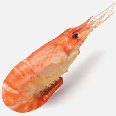 Realistic Shrimp