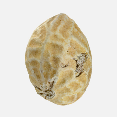 Single Peanut Shell