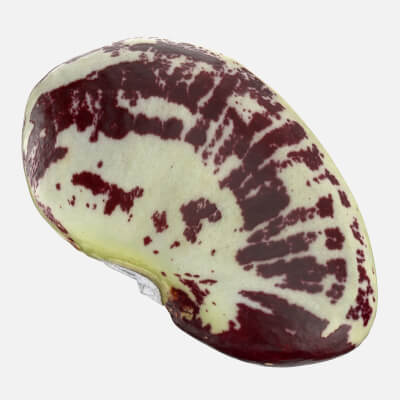 Speckled Butter Bean - 3D Scanned