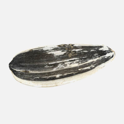 Sunflower Seed 01 - 3D Scanned