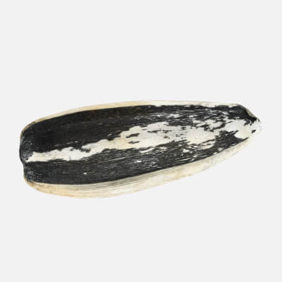 Sunflower Seed 02 - 3D Scanned
