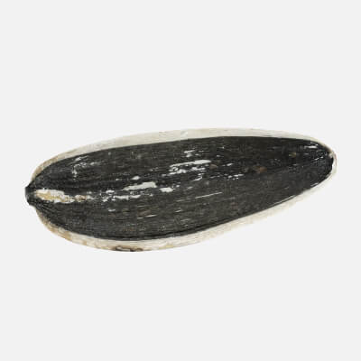 Sunflower Seed 03 - 3D Scanned