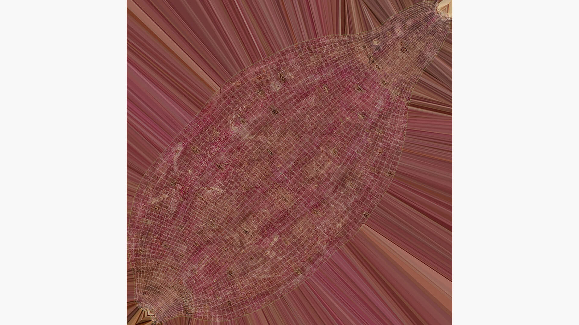 Sweet Potato 04 3D Model