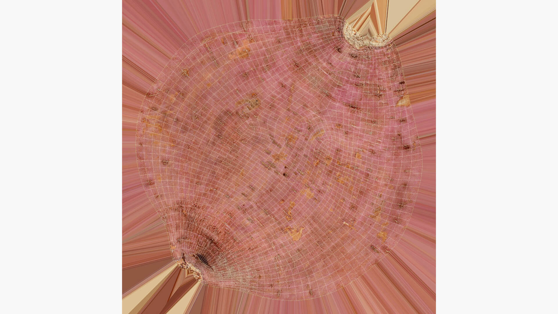 Sweet Potato 05 3D Model