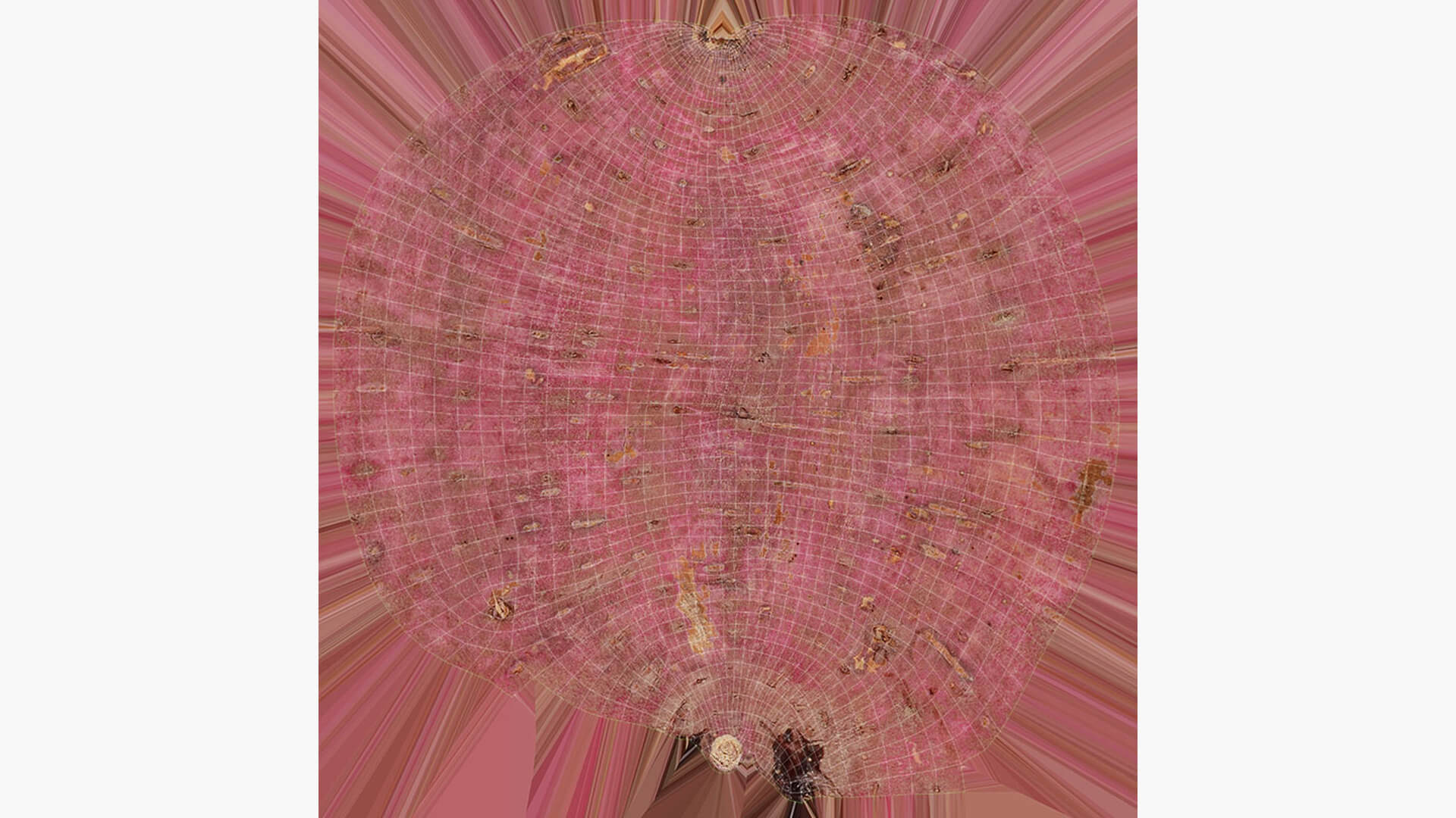 Sweet Potato 06 3D Model