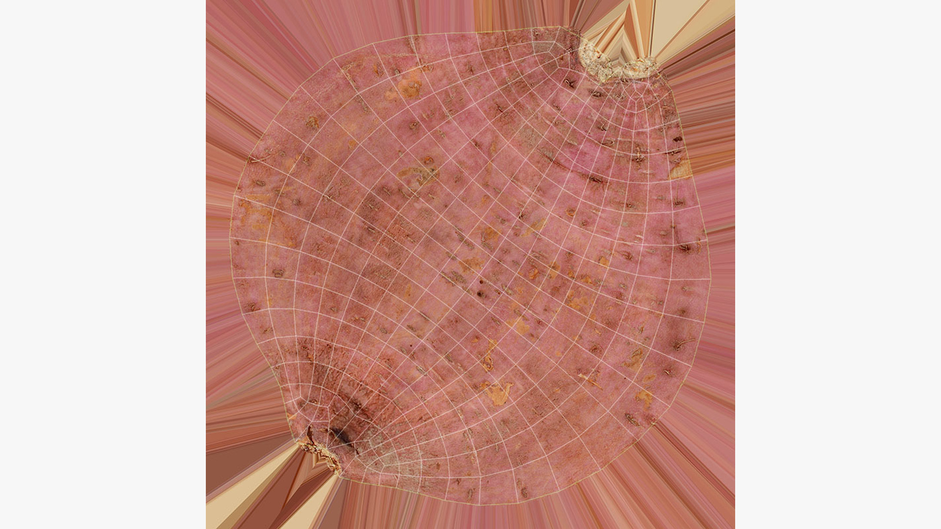 Sweet Potatoes - Real-Time 3D Model