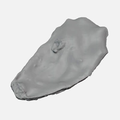 Top Half Oyster 01 - For 3D Print