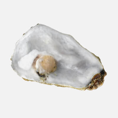 Top Half Oyster 02