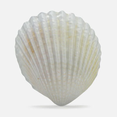 Trachycardium Egmontianum