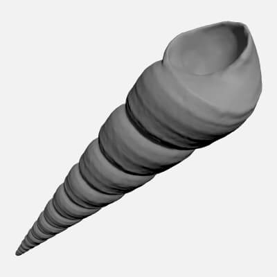 Turritella Communis - For 3D Print