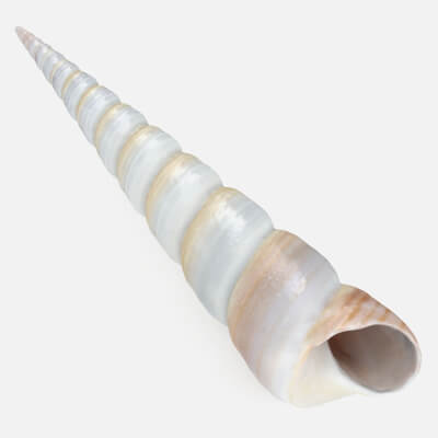 Turritella Communis