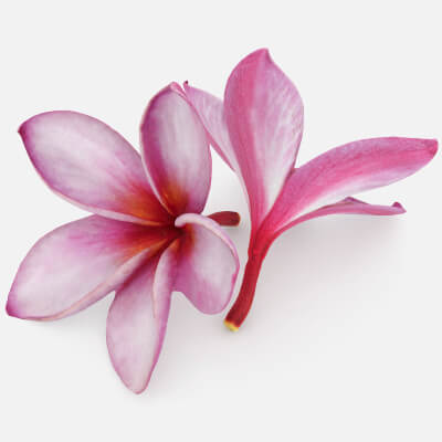 Two Pink Plumeria