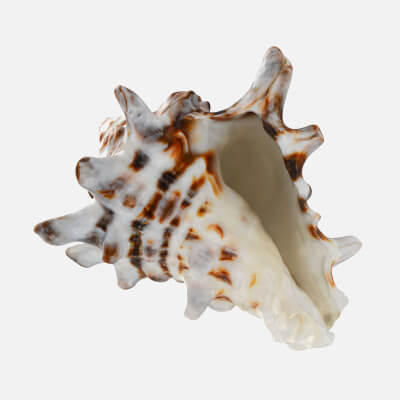 Vasum Turbinellus