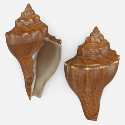 Volegalea Cochlidium