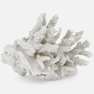 White Coral Reef 01