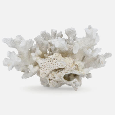 White Coral Reef 02