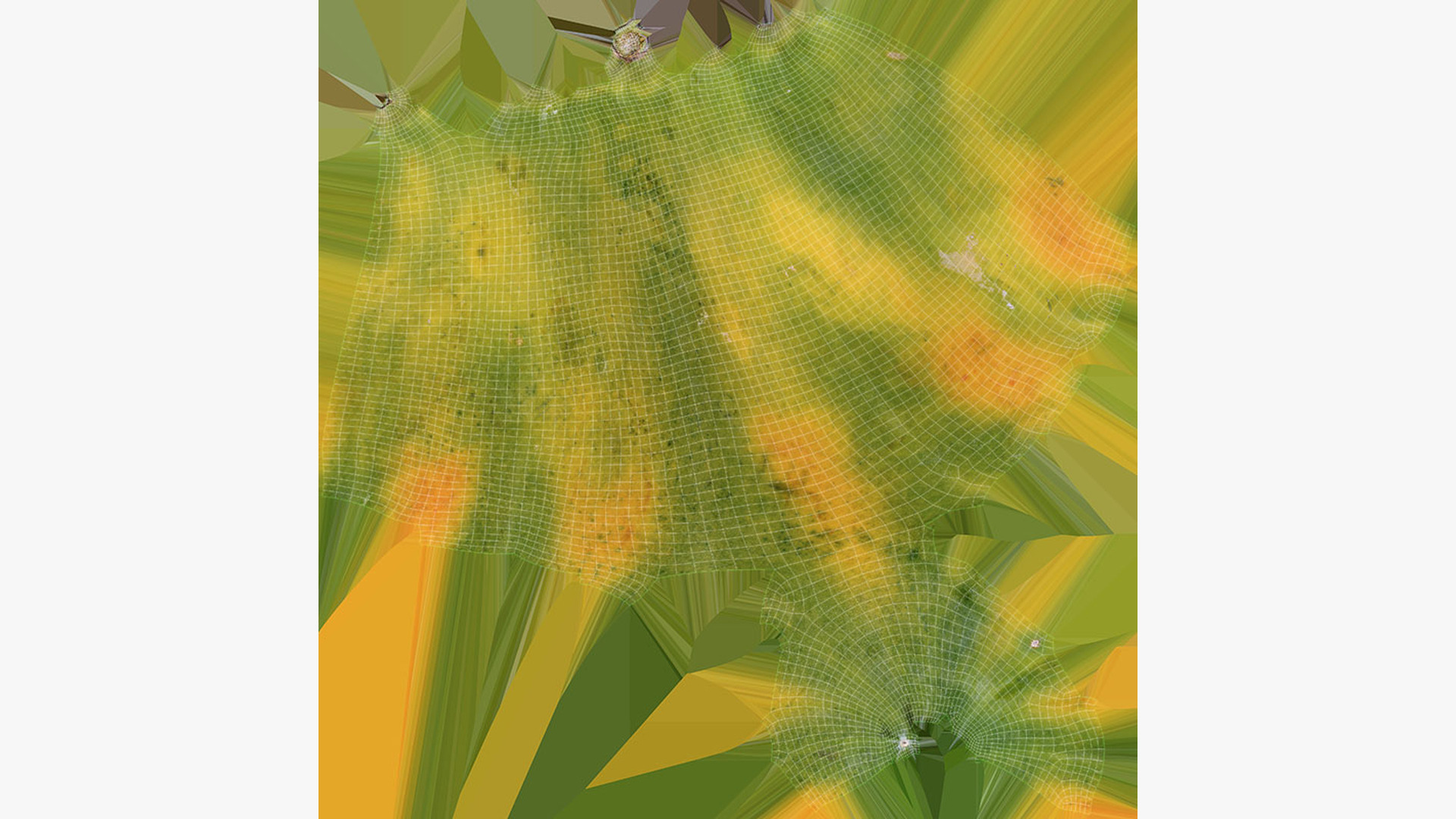 Whole Papaya 3D Model