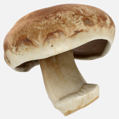 Whole Portobello Mushroom