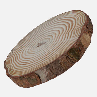 Wood Log Slice 01