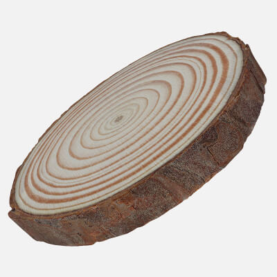 Wood Log Slice 02