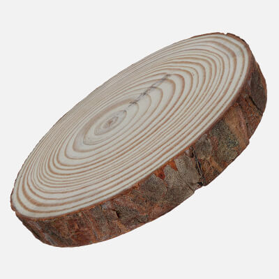 Wood Log Slice 03