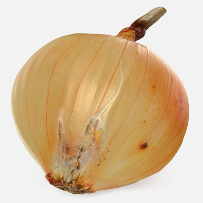 Yellow Onion 02