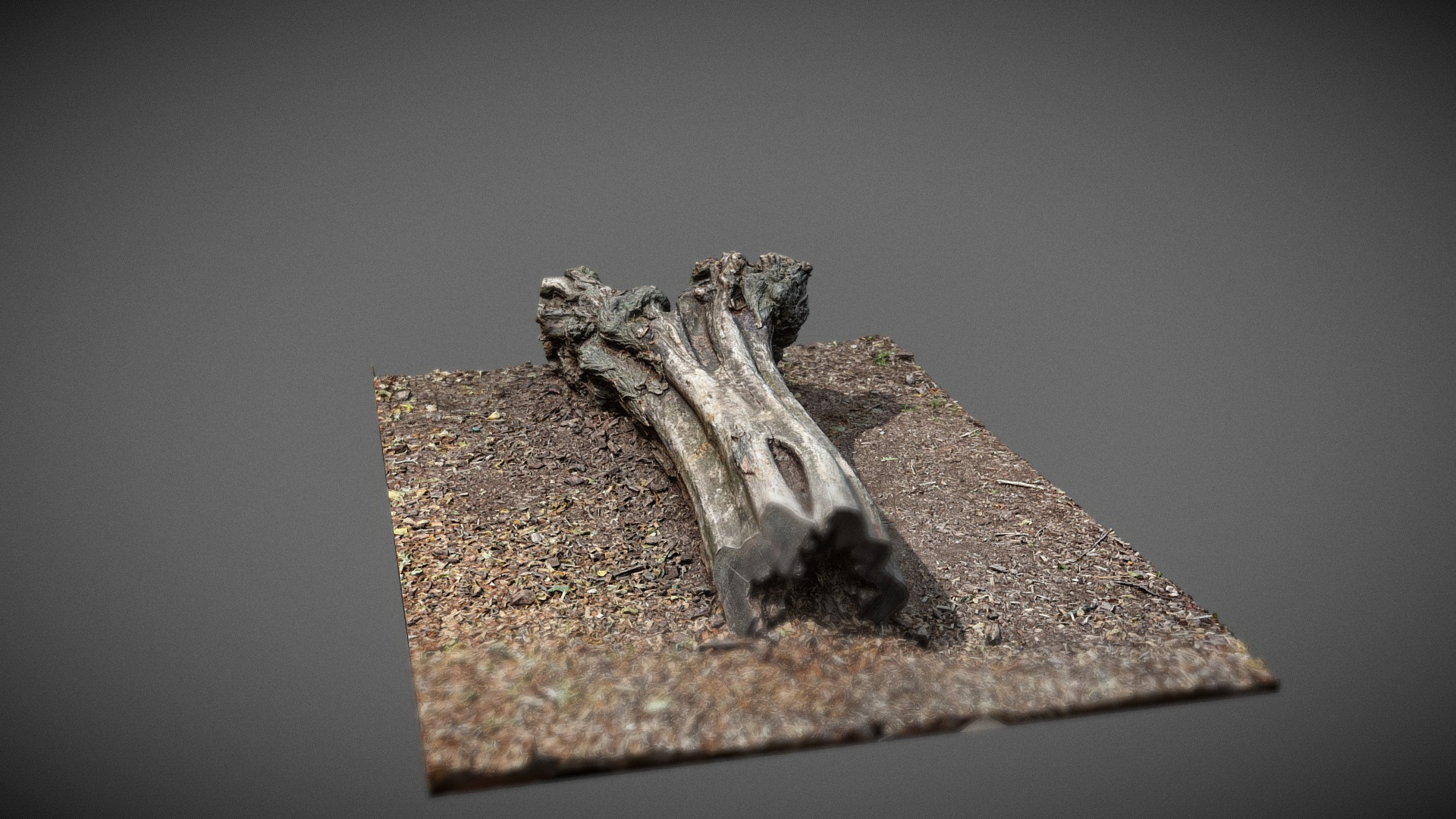 Dead Tree trunk 3D Model