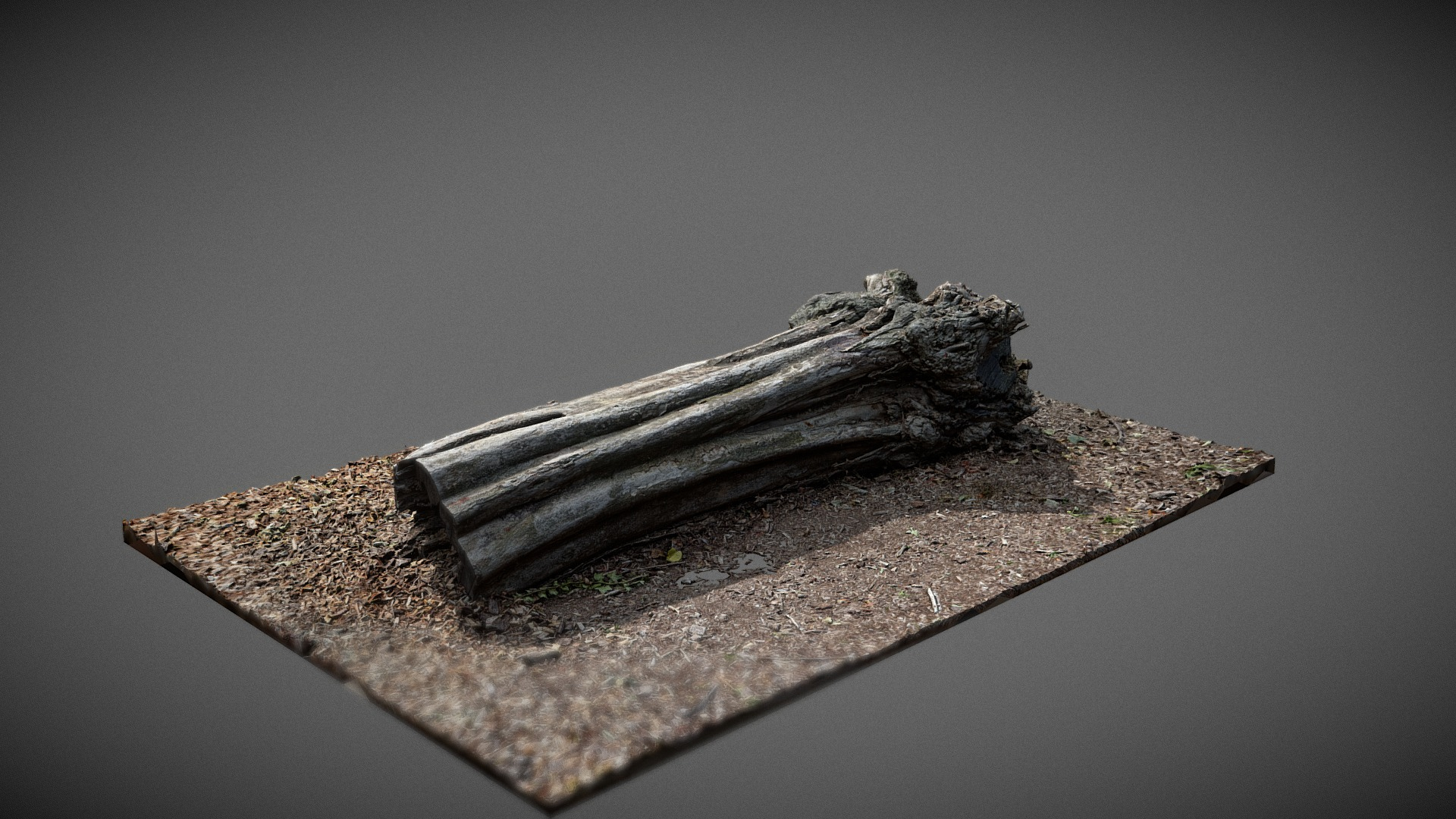 Dead Tree trunk 3D Model