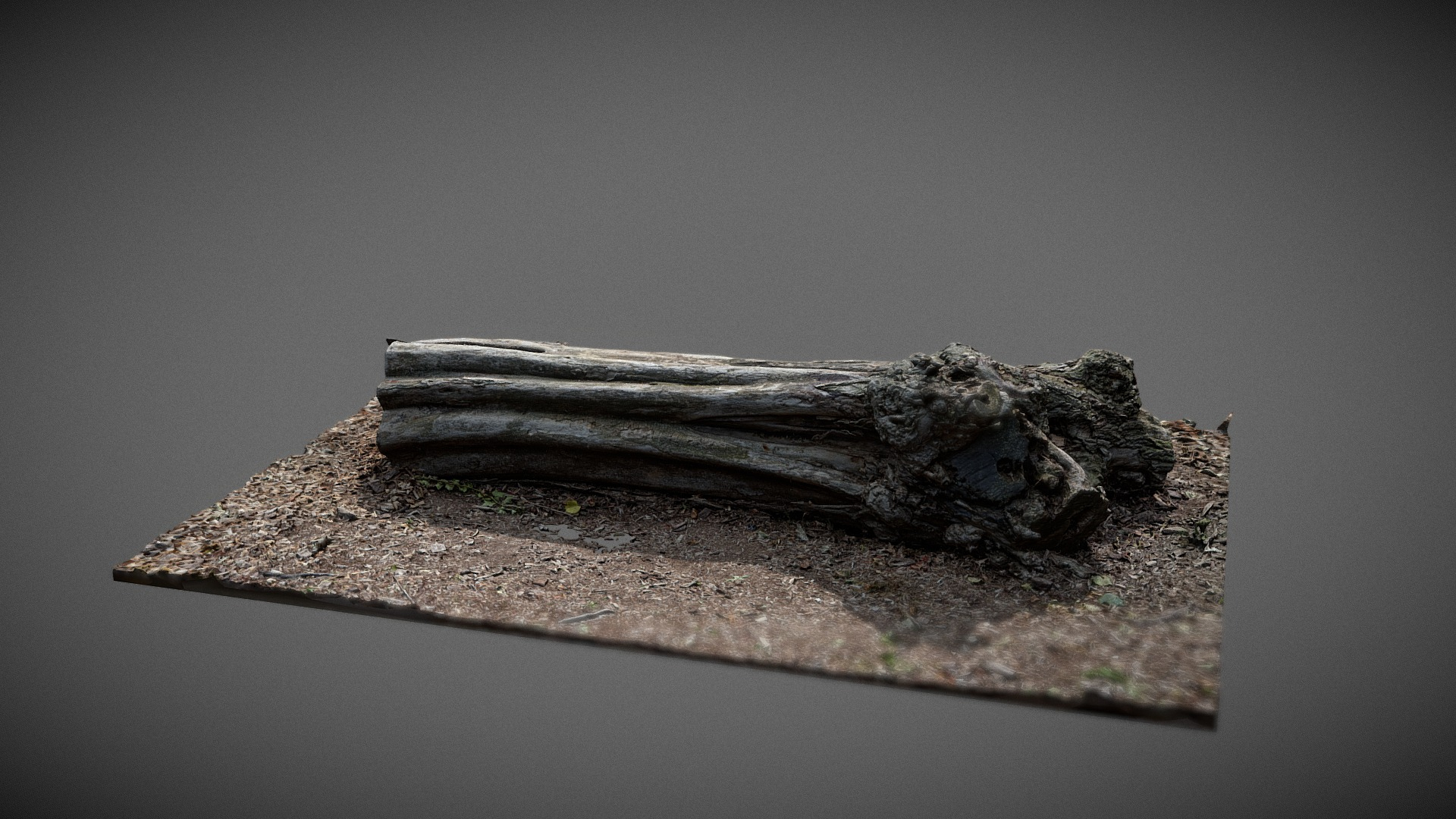 Dead Tree trunk 3D Model