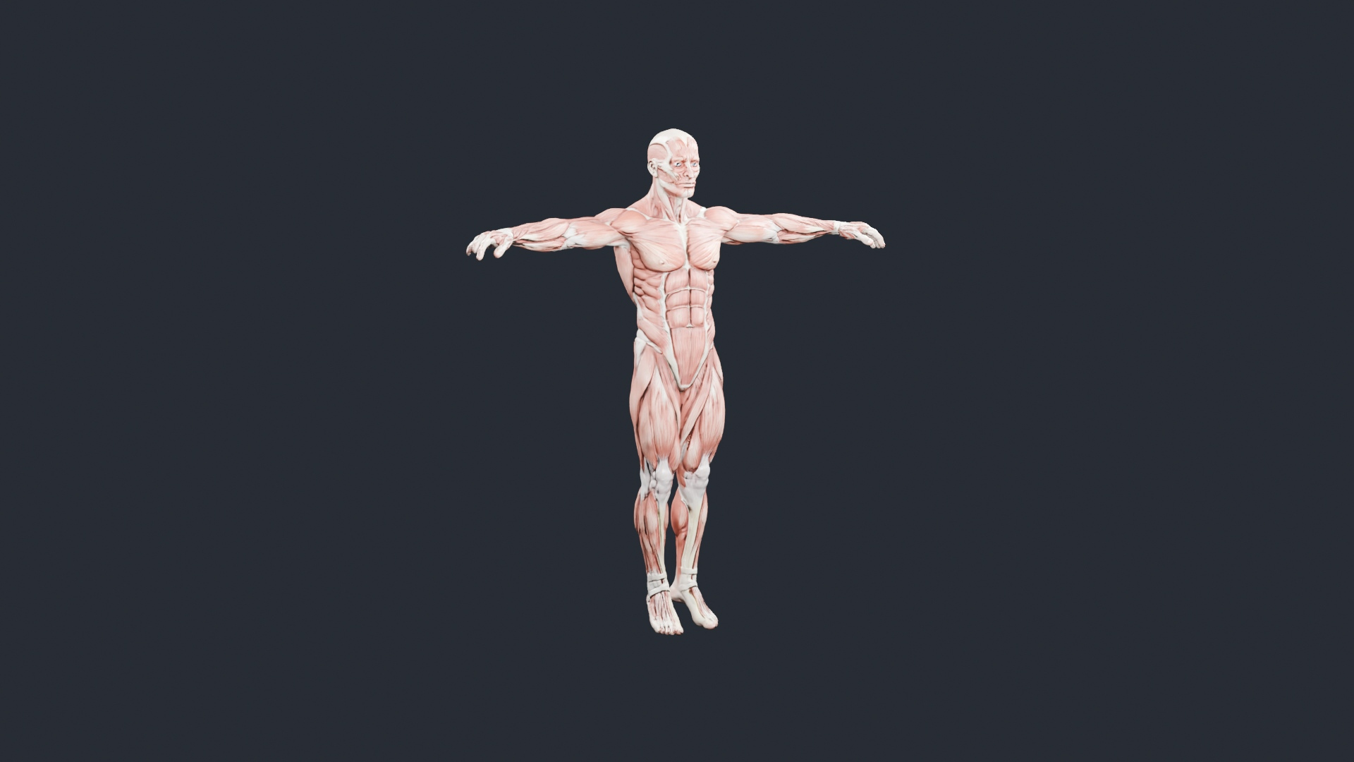Human Muscle Anatomy T-Pose - AI Generated 3D Model
