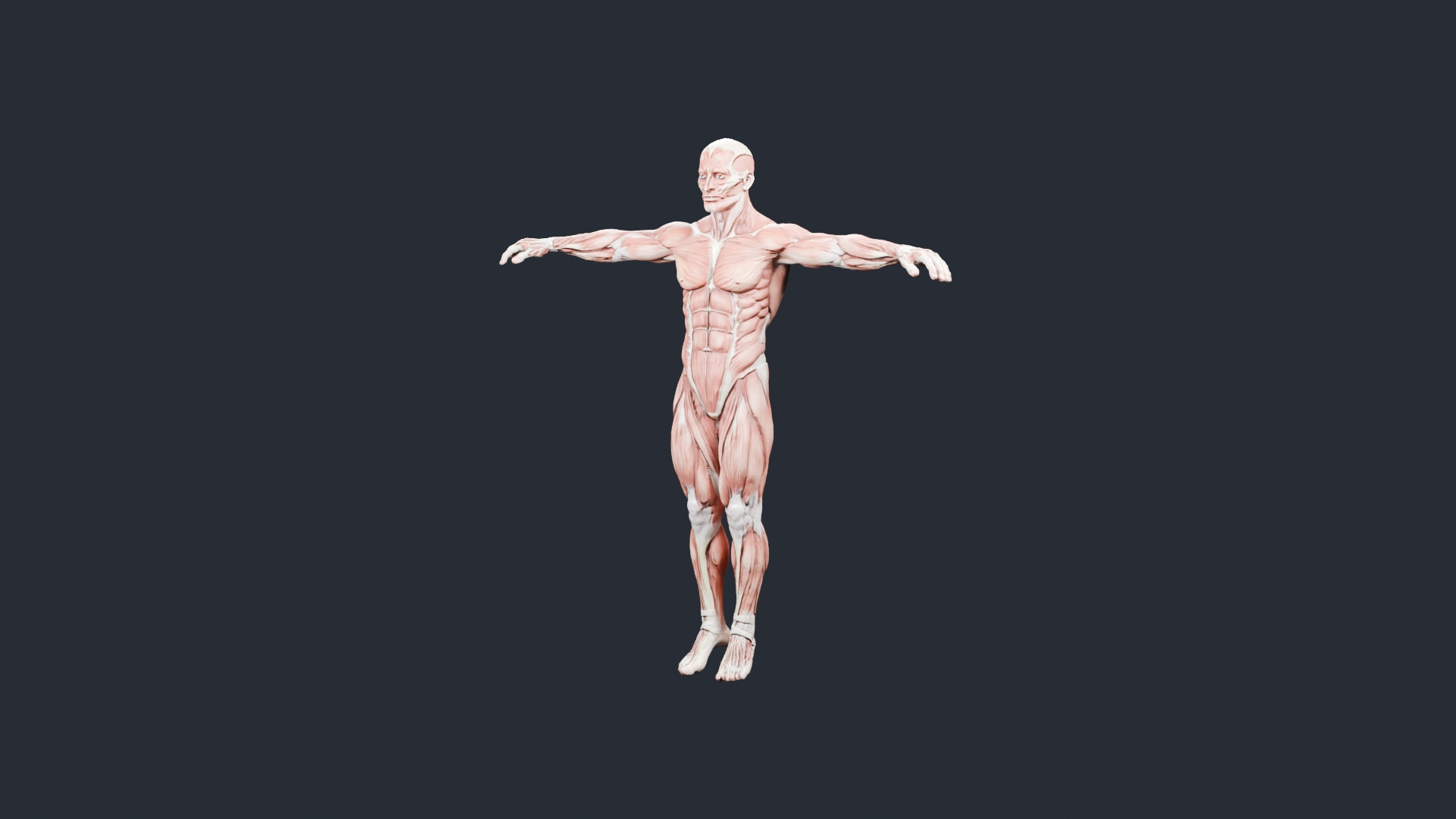 Human Muscle Anatomy T-Pose - AI Generated 3D Model