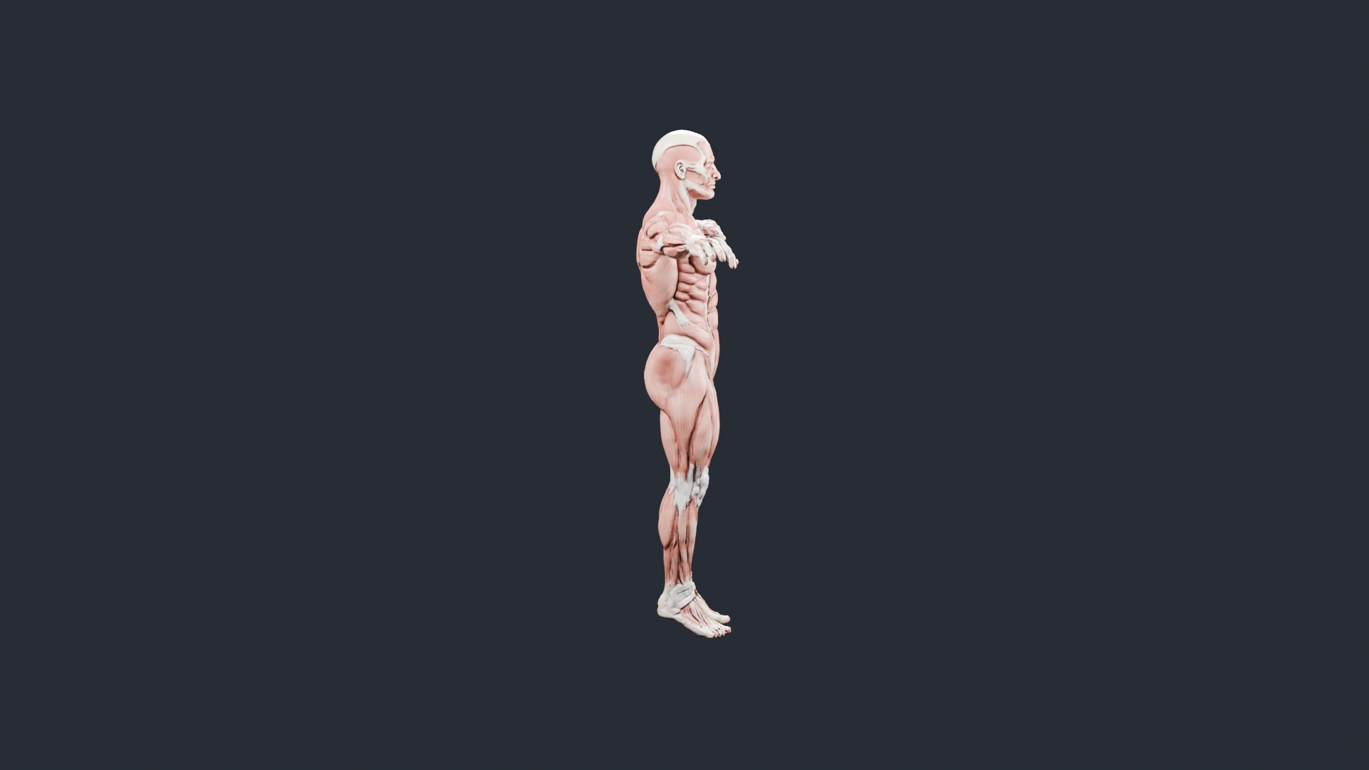 Human Muscle Anatomy T-Pose - AI Generated 3D Model