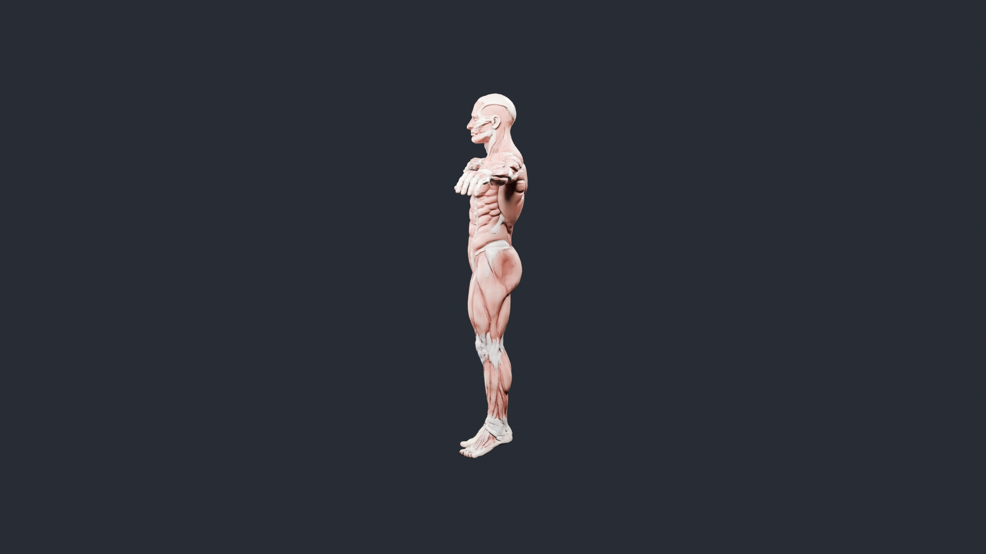 Human Muscle Anatomy T-Pose - AI Generated 3D Model