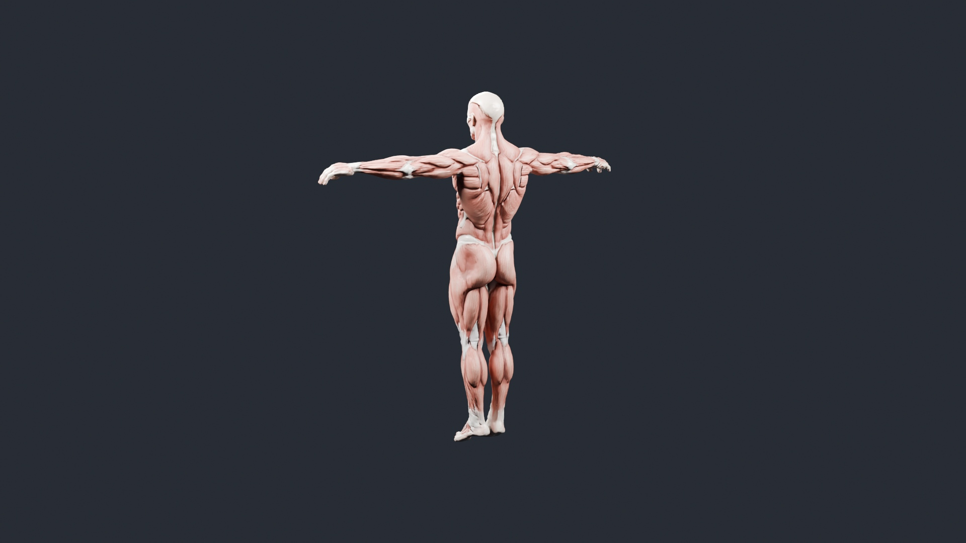 Human Muscle Anatomy T-Pose - AI Generated 3D Model