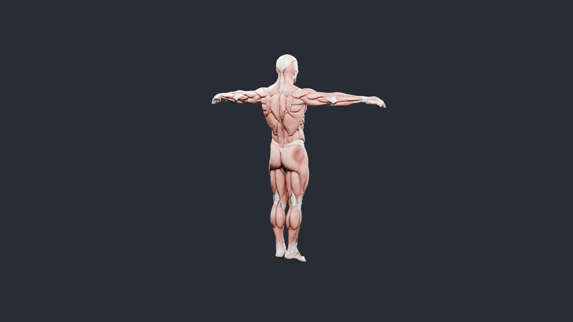 Human Muscle Anatomy T-Pose - AI Generated 3D Model