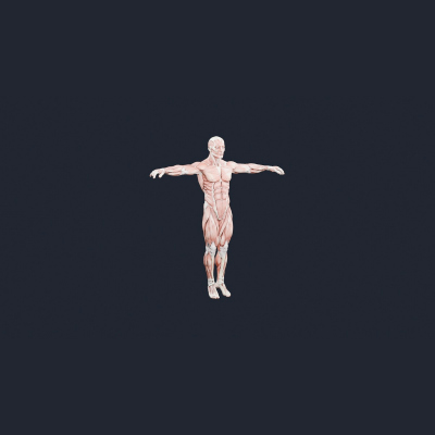 Human Muscle Anatomy T-Pose - AI Generated