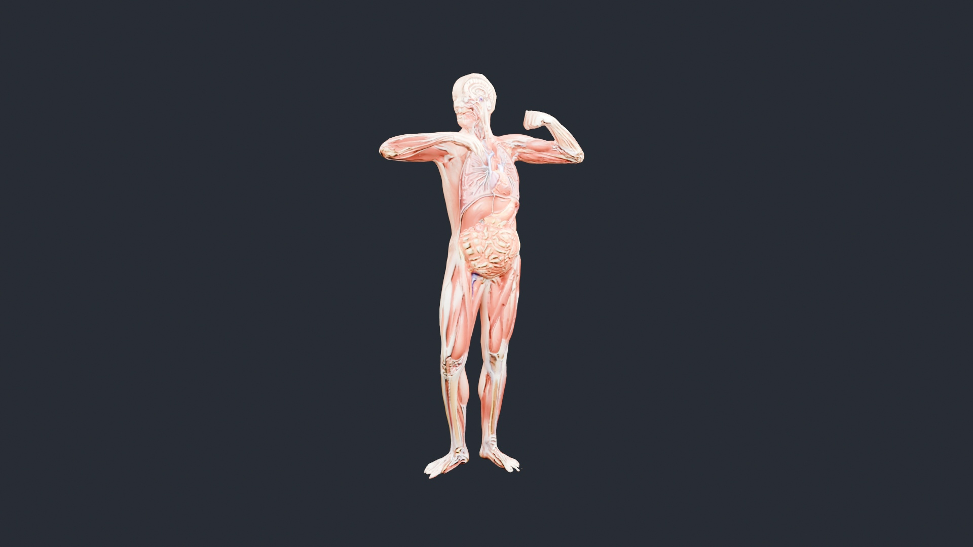 Human Muscles and Organs Figure - AI Generated 3D Model