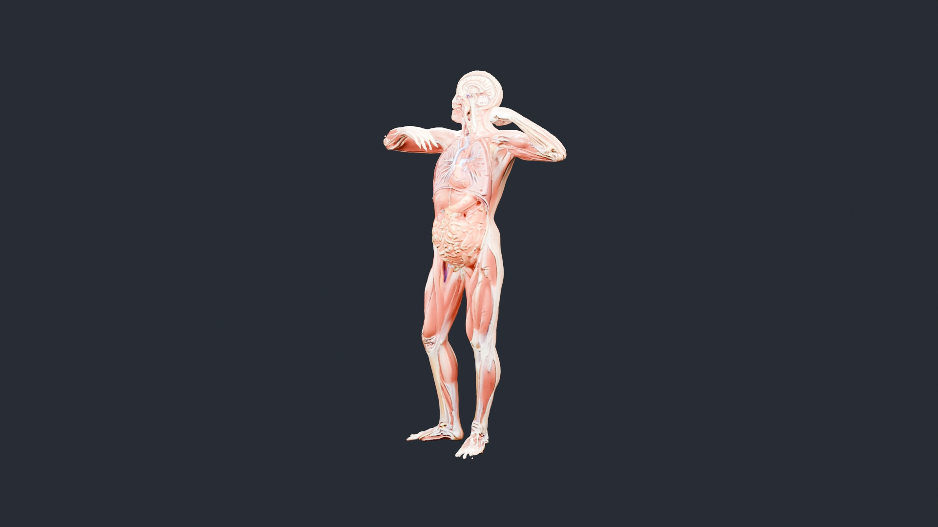 Human Muscles and Organs Figure - AI Generated 3D Model