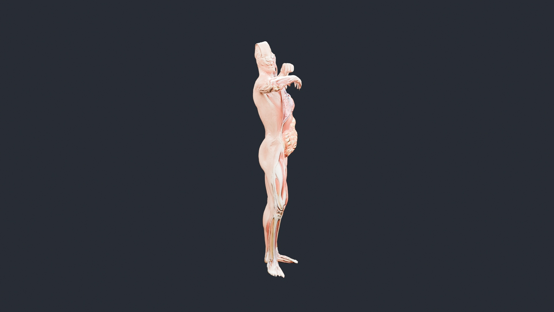 Human Muscles and Organs Figure - AI Generated 3D Model