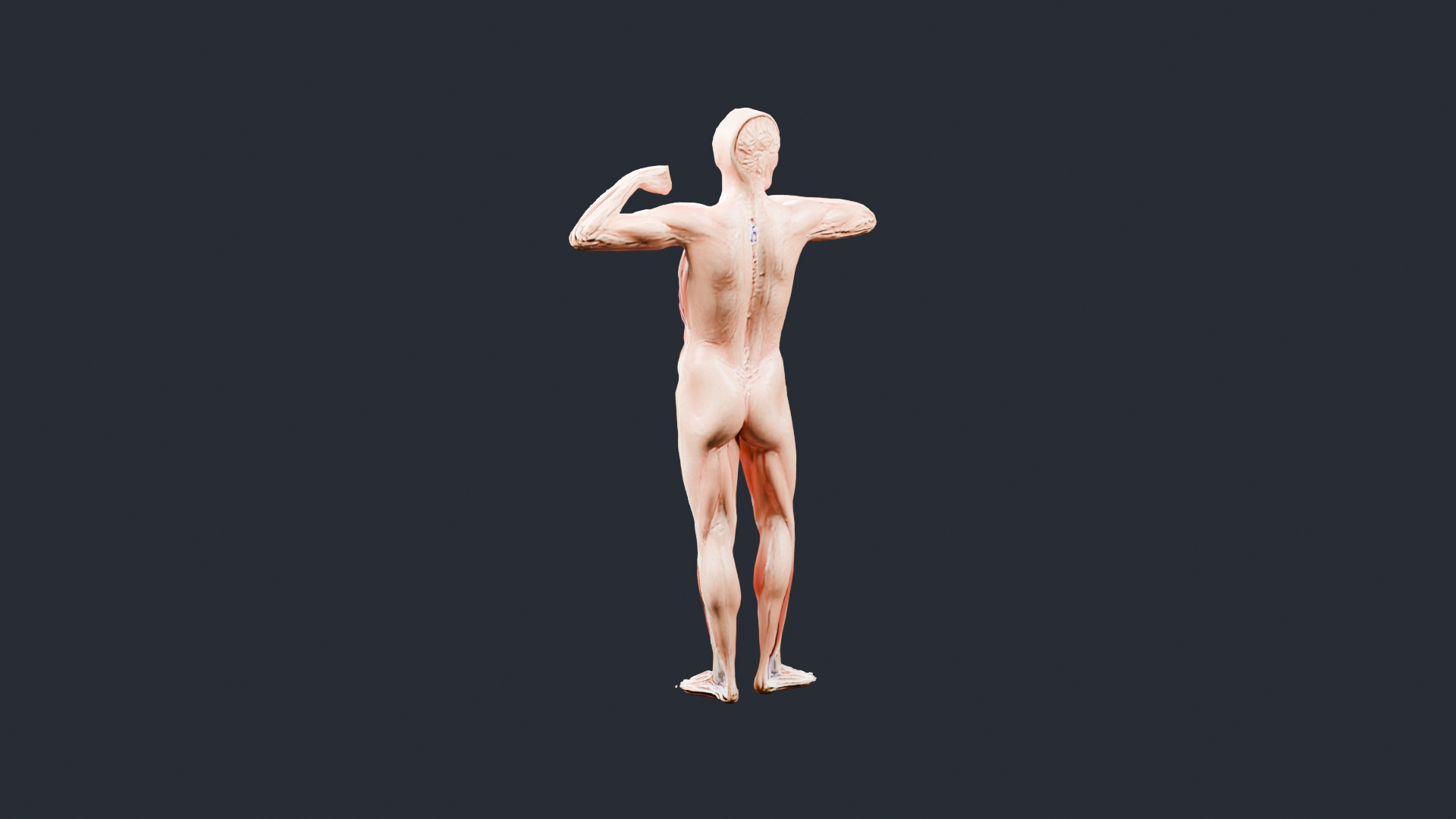 Human Muscles and Organs Figure - AI Generated 3D Model