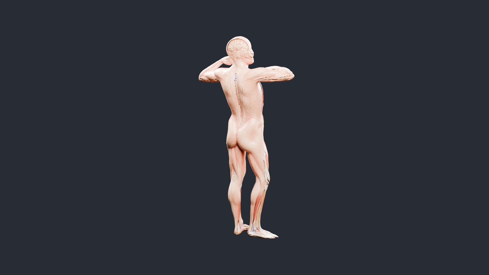 Human Muscles and Organs Figure - AI Generated 3D Model