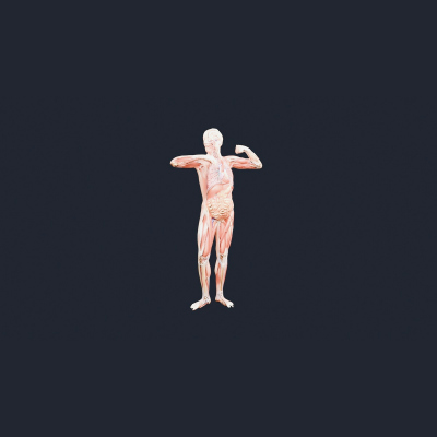 Human Muscles and Organs Figure - AI Generated